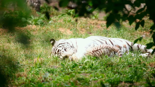 White tigress with cub playing.