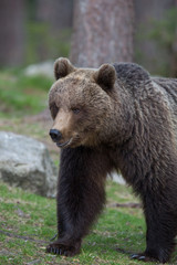 Obraz na płótnie Canvas Brown bear in Tiago forest