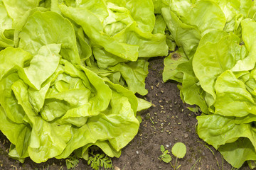 Salat im Gemüsegarten