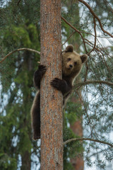 Brown bear climbing tree in Tiaga forest