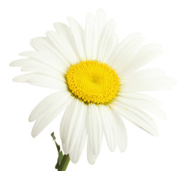 beautiful daisy flower isolated on white