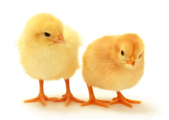 two yellow little chickens isolated on the white