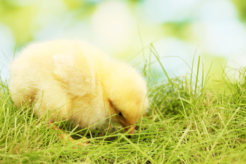 beautiful little chicken on green grass in garden