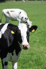 black and white cow