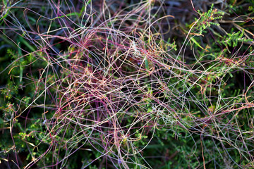 Texture, fond, végétal, végétation, vert, herbe, plante