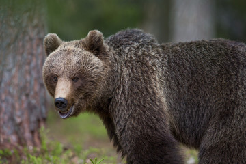 Fototapeta premium Brown bear in Tiago forest