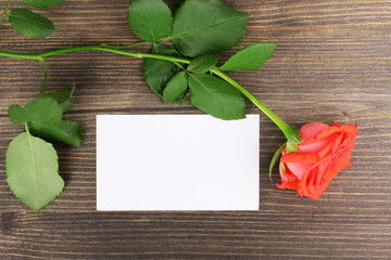 Beautiful rose on wooden background