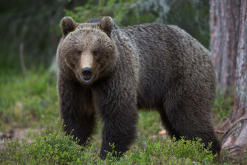 Naklejka premium Brown bear in Tiago forest