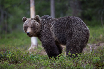Brown bear in Tiago forest