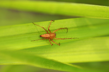 Naklejka premium Spider