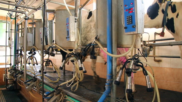 Dairy Cows, milking in Dairy Farm