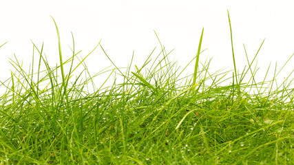 Close up of fresh thick grass with water drops