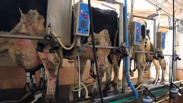 Milking Cows on Farm