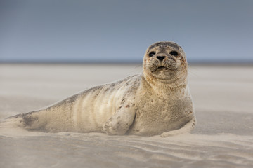 Fototapeta premium Ssaki morskie: młoda foka na plaży
