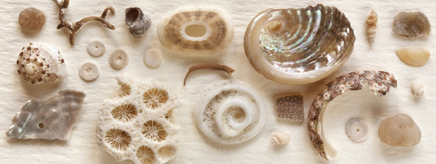 Seashell Still Life on Parchment Paper
