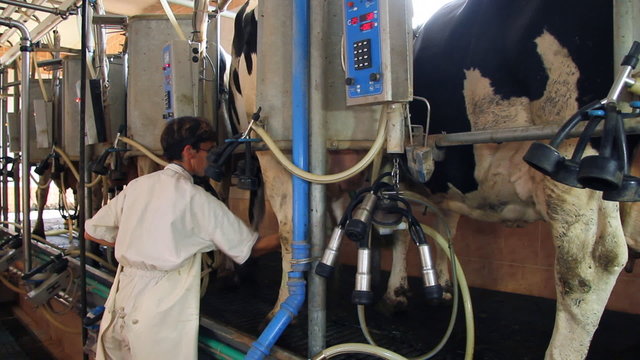 Woman Milking Cows on Farm