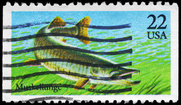 USA - CIRCA 1986 Muskellunge