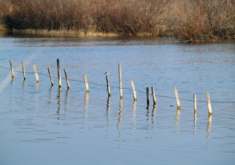 Birds of Camargue