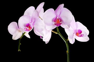 light pink orchid flowers branch on black