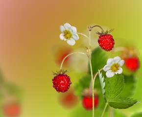 red strawberries with green leaves and flowers