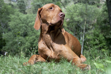 archer the vizsla