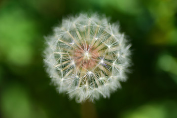 Dandelion flower on green background