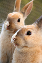 Obraz premium ２匹のこうさぎ