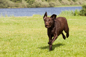 Brown labrador running in a field