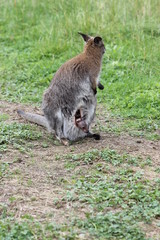 Bennettkänguru mit Jungtier