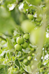 apfelbaum