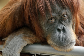 Portrait d& 39 une belle femelle orang-outan