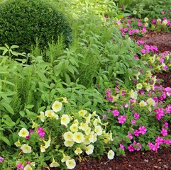 Sommerbeet im Garten