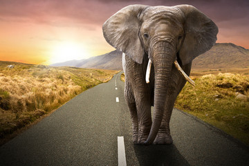 Fototapeta na wymiar Elephant idąc drogą na zachód słońca
