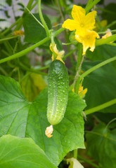 Cucumber plants