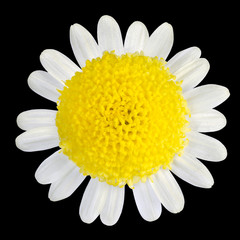 Yellow Flower with White Petals Isolated on Black