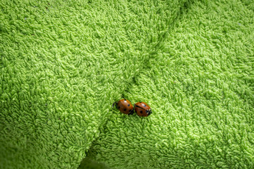 Two ladybugs on green towel
