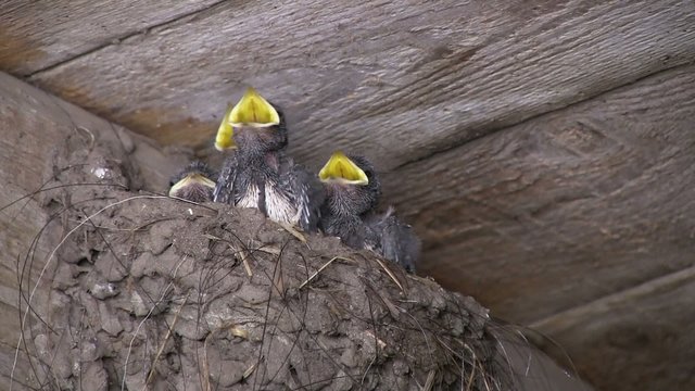 repas des b&eacute;b&eacute;s hirondelles