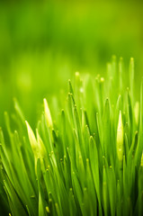 Fototapeta na wymiar Świeże zielona trawa