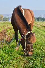 bay horse in filed of thailand