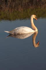 Swan reflected in water