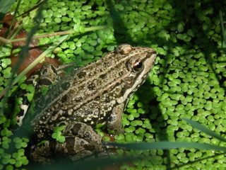 grenouille aux aguets