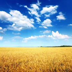 Papier Peint photo Été Wheat field and blue sky with white clouds