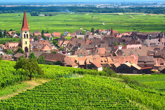 Vignoble à  Ammerschwihr , Alsace (Fr).