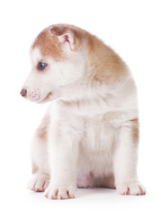 Cute little husky puppy