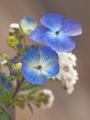 Hortensie