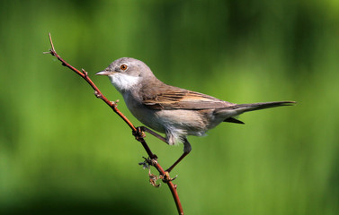 Птица на ветке