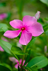 Naklejka premium vinca flower