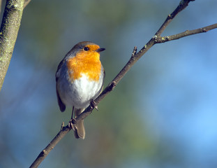 Robin