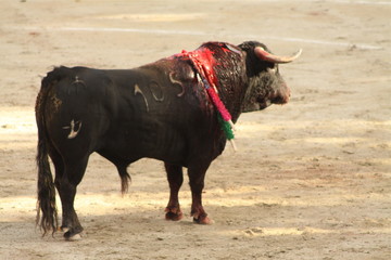 corrida