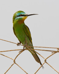 Blauwangenspint